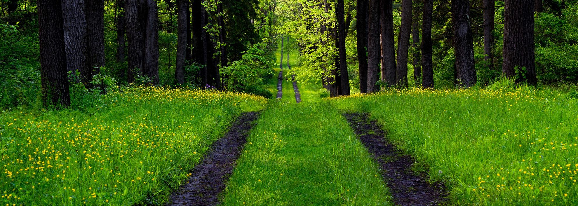 Forest Road